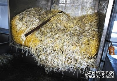 大興豆芽非法生產“基地”的車間內，已經生產出來的豆芽正在等待最后一道清洗工序。這些豆芽的長度接近20厘米，遠遠超過正常豆芽。