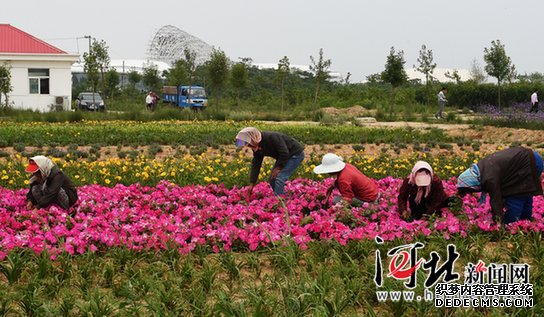 北戴河新區漁島景區鮮花吐艷迎賓客