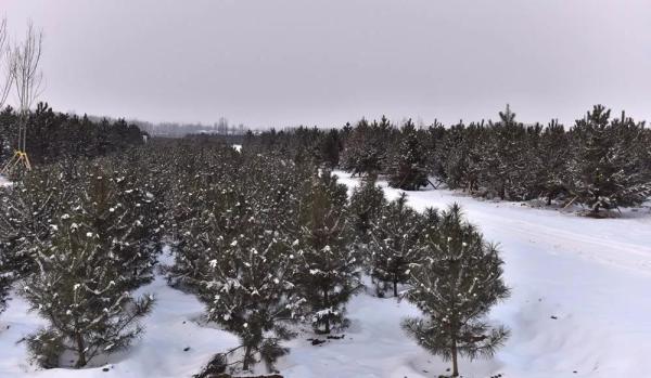 雪中的雄安新區千年秀林。劉向陽 攝